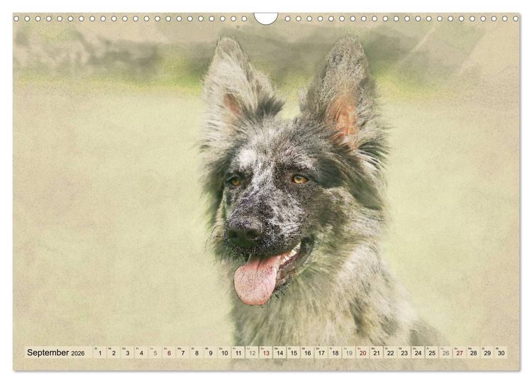 Produktbild: Altdeutsche H&uuml;tehunde 2026 (Wandkalender 2026 DIN A3 quer), CALVENDO Monatskalender