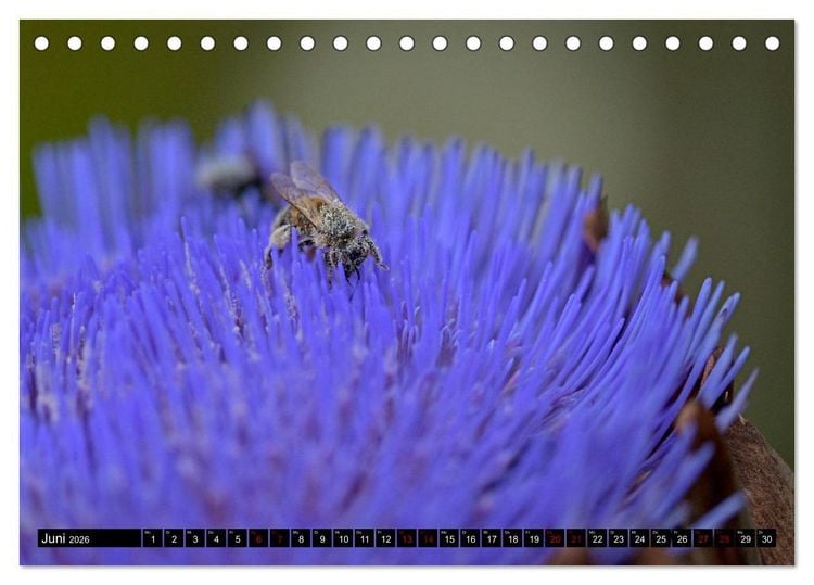 Produktbild: Insekten-Sommer (Tischkalender 2026 DIN A5 quer), CALVENDO Monatskalender
