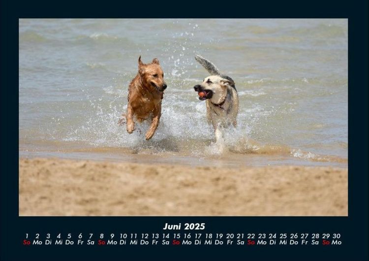 Produktbild: Hundezauber 2025 Fotokalender DIN A4
