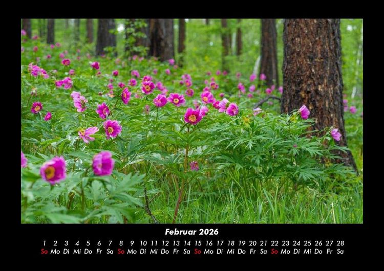 Produktbild: Blumentr&auml;ume 2026 Fotokalender DIN A3