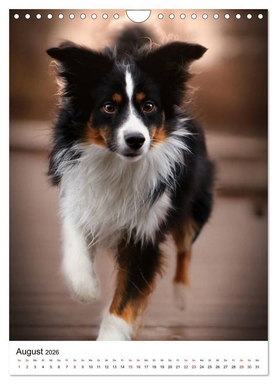Produktbild: Australian Shepherd - Beste Freunde (Wandkalender 2026 DIN A4 hoch), CALVENDO Monatskalender