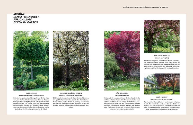 Produktbild: Kleine B&auml;ume f&uuml;r den Garten