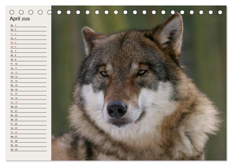 Produktbild: W&ouml;lfe. Verwegene Anmut (Tischkalender 2026 DIN A5 quer), CALVENDO Monatskalender