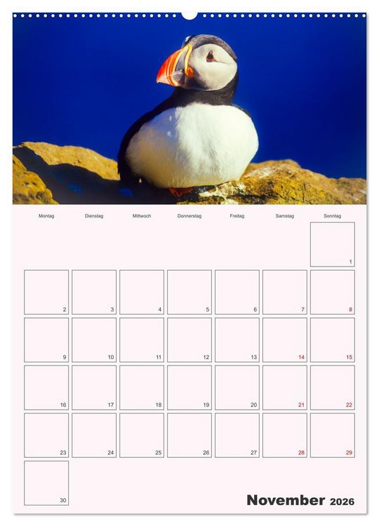 Produktbild: Papageitaucher Monatsplaner (hochwertiger Premium Wandkalender 2026 DIN A2 hoch), Kunstdruck in Hochglanz