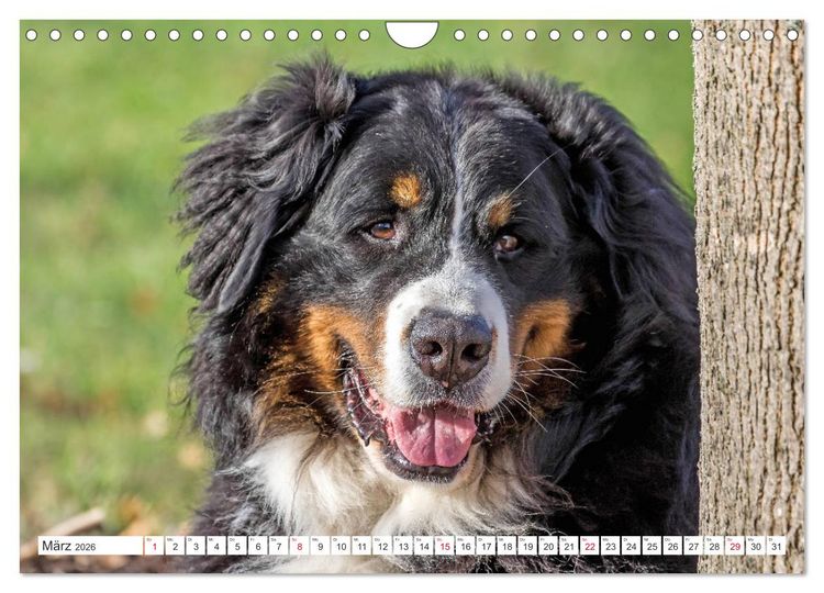 Produktbild: Berner Sennenhunde machen gl&uuml;cklich (Wandkalender 2026 DIN A4 quer), CALVENDO Monatskalender
