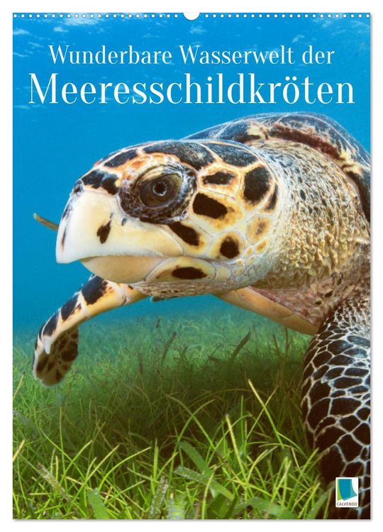 Produktbild: Wunderbare Wasserwelt der Meeresschildkr&ouml;ten (Wandkalender 2026 DIN A2 hoch), CALVENDO Monatskalender