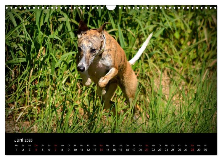 Produktbild: Whippets in Aktion (Wandkalender 2026 DIN A3 quer), CALVENDO Monatskalender