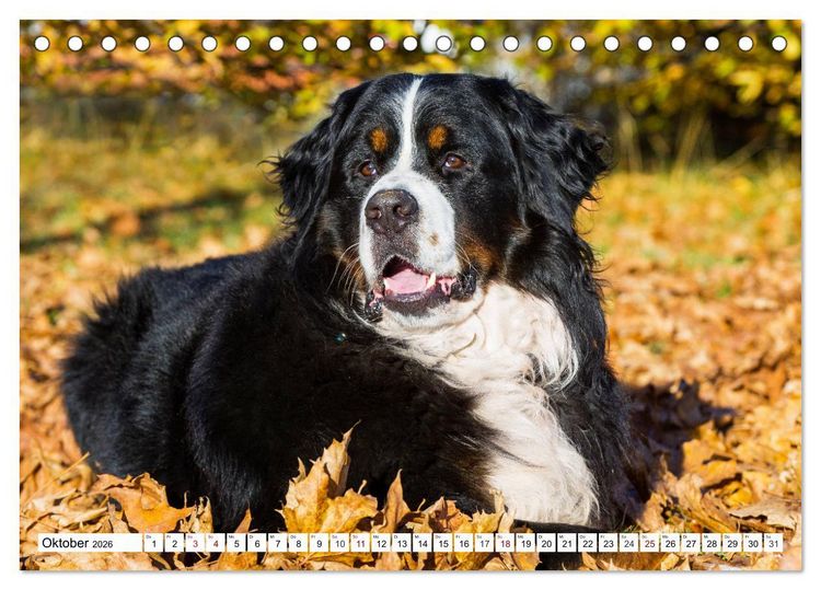 Produktbild: Faszinierende Sch&ouml;nheit Berner Sennenhund (Tischkalender 2026 DIN A5 quer), CALVENDO Monatskalender