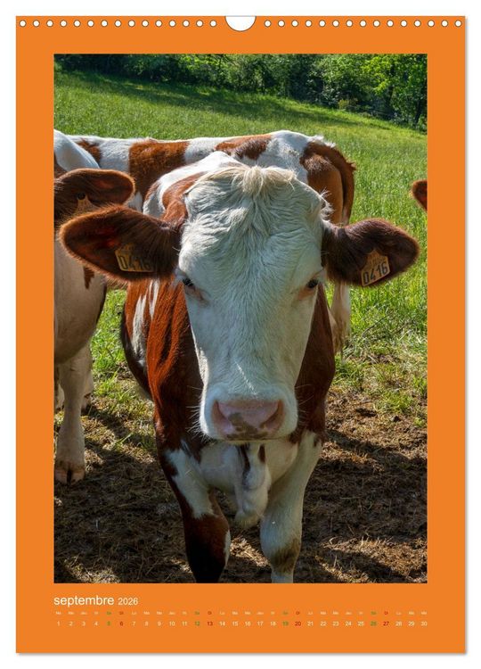 Produktbild: Beaut&eacute; rustique Regards animaliers (Calendrier mural 2026 DIN A3 horizontal), CALVENDO calendrier mensuel