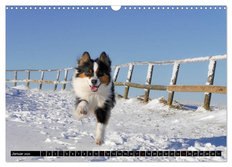 Produktbild: Australian Shepherd - Lebensfreude auf vier Pfoten (Wandkalender 2026 DIN A3 quer), CALVENDO Monatskalender