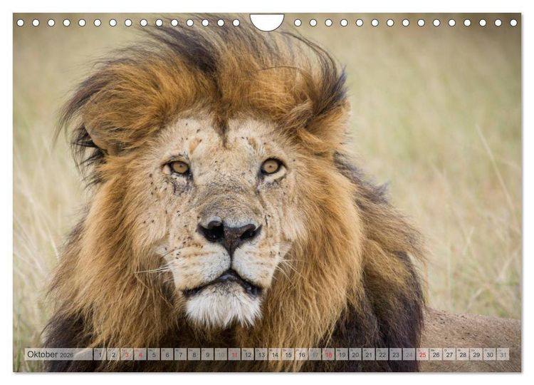 Produktbild: Emotionale Momente: Afrikas Big Five (Wandkalender 2026 DIN A4 quer), CALVENDO Monatskalender
