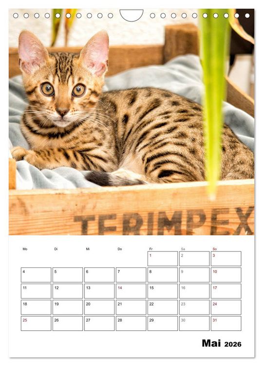 Produktbild: Bengalen - verschmust und abenteuerlustig (Wandkalender 2026 DIN A4 hoch), CALVENDO Monatskalender