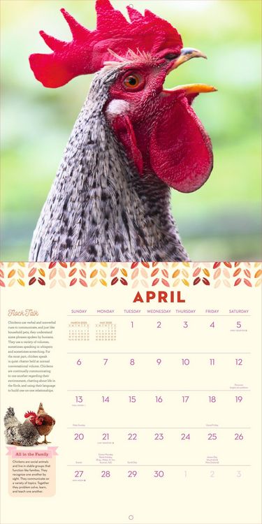Produktbild: How to Speak Chicken Wall Calendar 2025