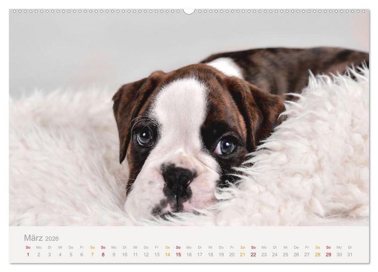 Produktbild: Boxer Welpen einfach zuckers&uuml;&szlig; (Wandkalender 2026 DIN A2 quer), CALVENDO Monatskalender