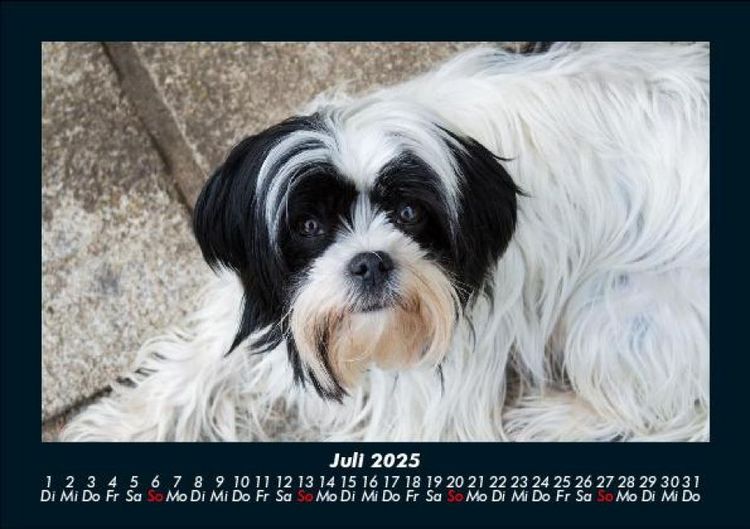 Produktbild: Hundezauber 2025 Fotokalender DIN A5