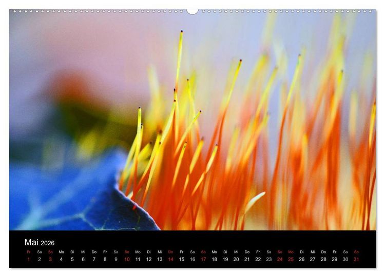 Produktbild: Magischer Wald (Wandkalender 2026 DIN A2 quer), CALVENDO Monatskalender