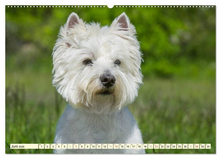 Produktbild: Kobold auf 4 Pfoten - West Highland White Terrier (hochwertiger Premium Wandkalender 2026 DIN A2 quer), Kunstdruck in Hochglanz