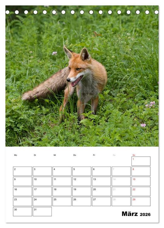 Produktbild: Rotfuchs - Impressionen (Tischkalender 2026 DIN A5 hoch), CALVENDO Monatskalender