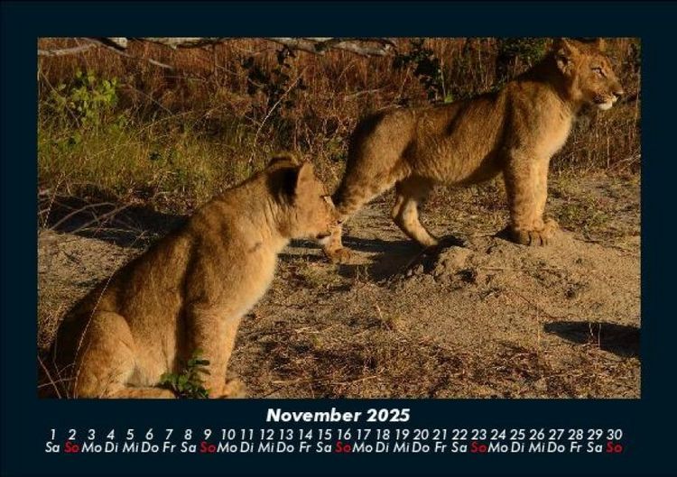 Produktbild: L&ouml;wen in der Wildnis 2025 Fotokalender DIN A5