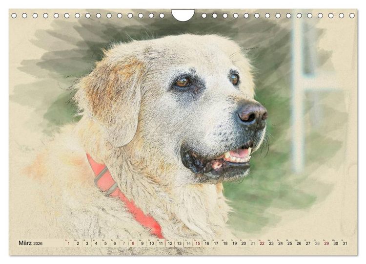 Produktbild: Golden Retriever 2026 (Wandkalender 2026 DIN A4 quer), CALVENDO Monatskalender