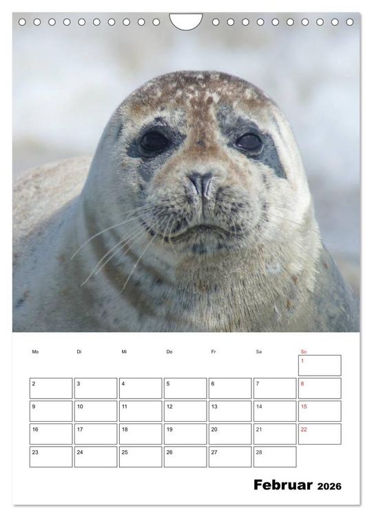 Produktbild: Liebenswerte Robben (Wandkalender 2026 DIN A4 hoch), CALVENDO Monatskalender
