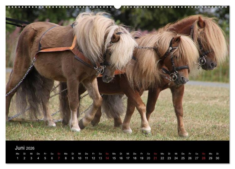 Produktbild: Starke Pferde bei der Arbeit (Wandkalender 2026 DIN A2 quer), CALVENDO Monatskalender