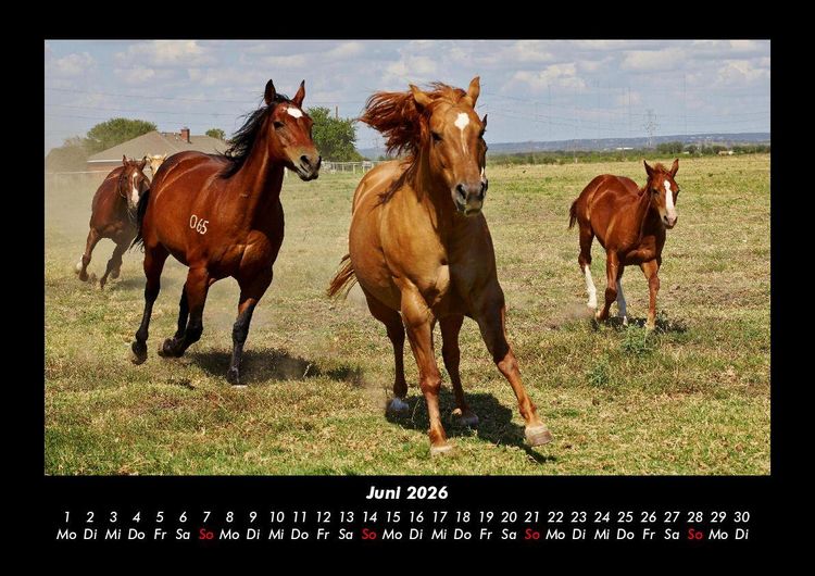 Produktbild: Pferde Kalender 2026 Fotokalender DIN A3