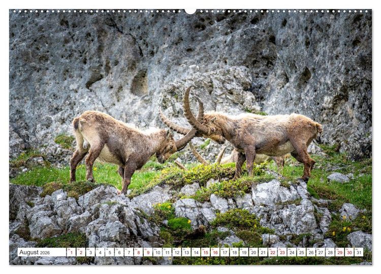 Produktbild: Steinb&ouml;cke - Majest&auml;tische Tiere der Alpen (hochwertiger Premium Wandkalender 2026 DIN A2 quer), Kunstdruck in Hochglanz