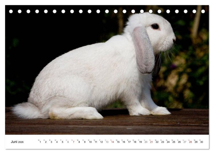 Produktbild: Kaninchen - knuddelige Hausgenossen (Tischkalender 2026 DIN A5 quer), CALVENDO Monatskalender