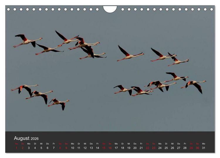 Produktbild: Pretty Flamingo (Wandkalender 2026 DIN A4 quer), CALVENDO Monatskalender