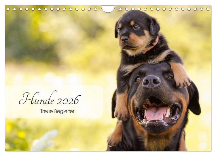 Produktbild: Hunde 2026 - Treue Begleiter (Wandkalender 2026 DIN A4 quer), CALVENDO Monatskalender