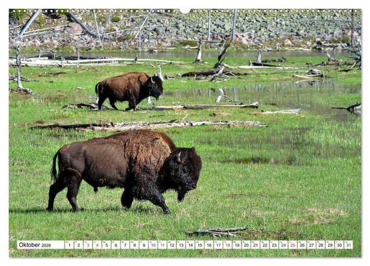 Produktbild: TATONKA Der nordamerikanische Bison (hochwertiger Premium Wandkalender 2026 DIN A2 quer), Kunstdruck in Hochglanz