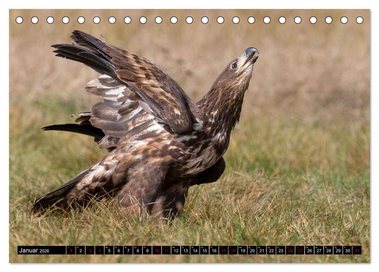 Produktbild: Seeadler in Polen (Tischkalender 2026 DIN A5 quer), CALVENDO Monatskalender