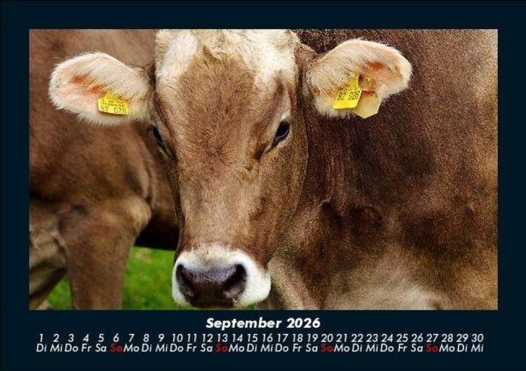 Produktbild: Kuhkalender 2026 Fotokalender DIN A5