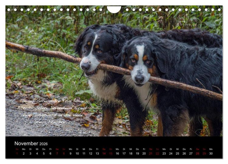 Produktbild: So ist er. Der Berner Sennenhund (Wandkalender 2026 DIN A4 quer), CALVENDO Monatskalender