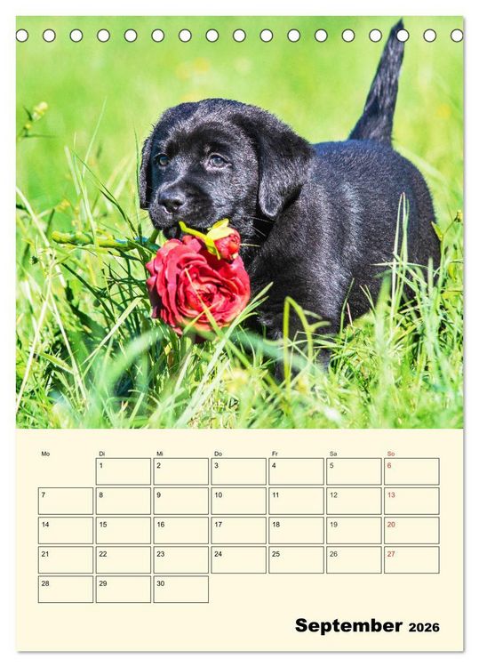 Produktbild: Familienplaner - Labrador Welpen entdecken die Welt (Tischkalender 2026 DIN A5 hoch), CALVENDO Monatskalender