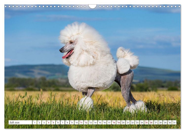 Produktbild: Pudel - Gl&uuml;ck auf vier Pfoten (Wandkalender 2026 DIN A3 quer), CALVENDO Monatskalender