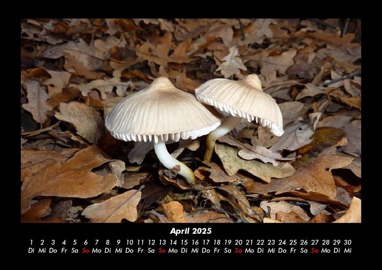 Produktbild: Pilzkalender 2025 Fotokalender DIN A3