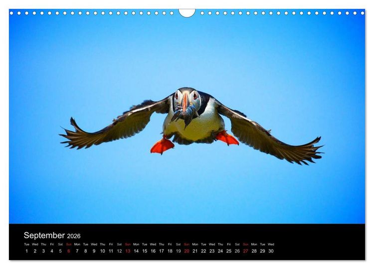 Produktbild: ATLANTIC PUFFINS OF SCOTLAND (Wall Calendar 2026 DIN A3 landscape), CALVENDO 12 Month Wall Calendar