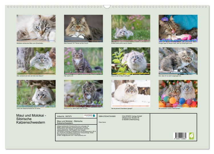 Produktbild: Maui und Molokai - Sibirische Katzenschwestern (Wandkalender 2026 DIN A2 quer), CALVENDO Monatskalender