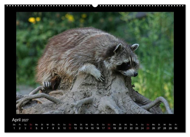 Produktbild: Waschb&auml;ren (hochwertiger Premium Wandkalender 2027 DIN A2 quer), Kunstdruck in Hochglanz