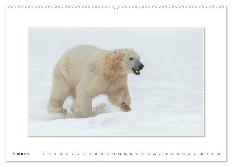 Produktbild: Emotionale Momente: Der Eisb&auml;r. (hochwertiger Premium Wandkalender 2026 DIN A2 quer), Kunstdruck in Hochglanz