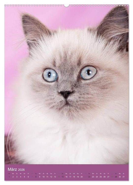 Produktbild: Britisch Langhaar Katzen (Wandkalender 2026 DIN A2 hoch), CALVENDO Monatskalender
