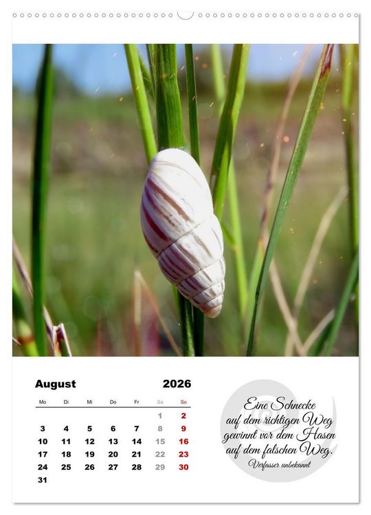 Produktbild: Schnecklein (Wandkalender 2026 DIN A2 hoch), CALVENDO Monatskalender