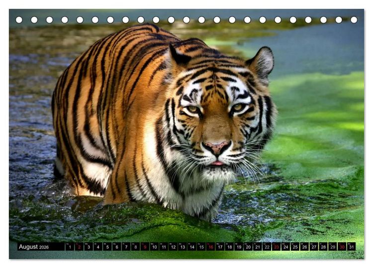 Produktbild: Tiger - die leisen J&auml;ger des Dschungels (Tischkalender 2026 DIN A5 quer), CALVENDO Monatskalender