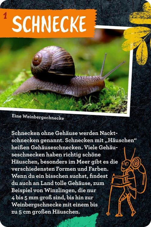 Produktbild: 50 Insekten, Spinnen & Co. - Nature Zoom (Blechdose)