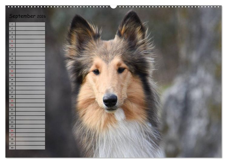 Produktbild: Highland Hawk Fame - Ein Collie begleitet durch das Jahr (Wandkalender 2026 DIN A2 quer), CALVENDO Monatskalender