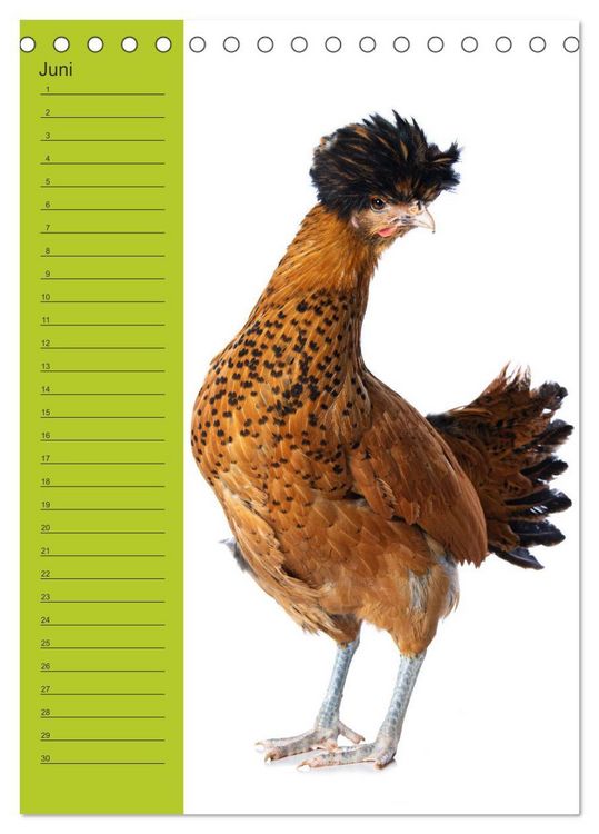 Produktbild: Kunterbunte H&uuml;hner Truppe (Tischkalender 2026 DIN A5 hoch), CALVENDO Monatskalender