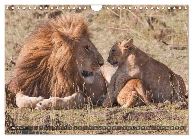 Produktbild: Raubkatzen Afrikas (Wandkalender 2026 DIN A4 quer), CALVENDO Monatskalender