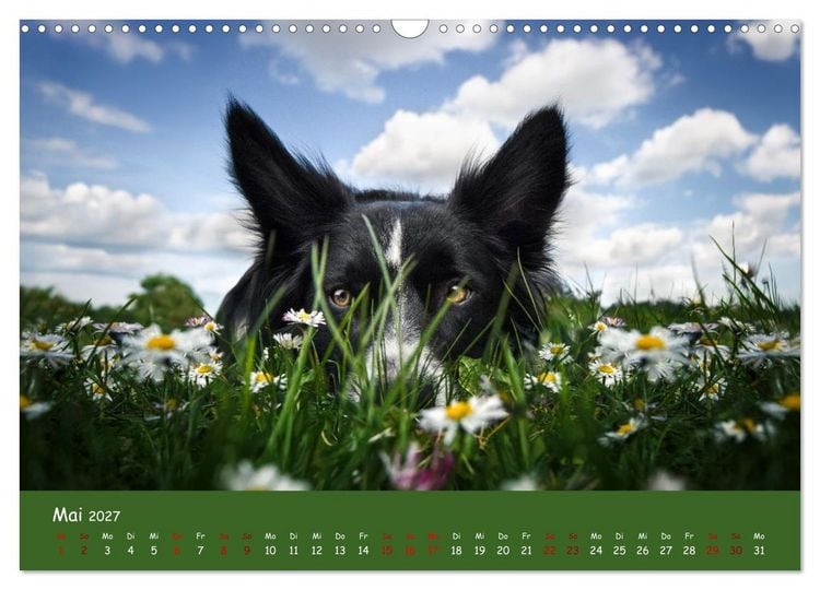 Produktbild: Border Collie Kalender &ndash; Ausdrucksstarke Close-up-Portraits durch die Jahreszeiten (Wandkalender 2027 DIN A3 quer), CALVENDO Monatskalender